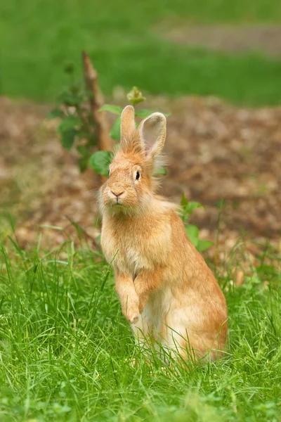 Rabbit in grass — Stock Photo, Image