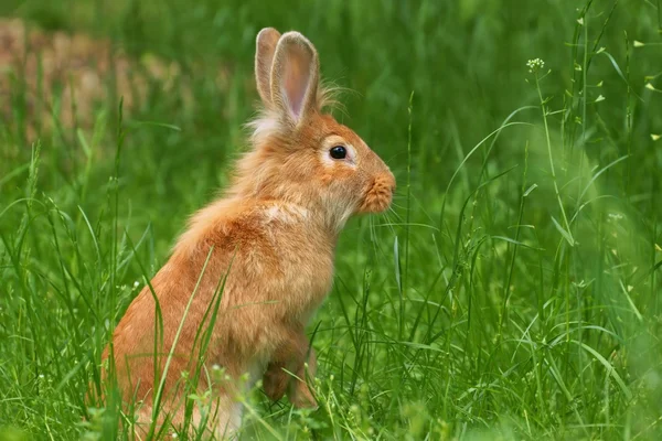 Rabbit in grass — Stock Photo, Image
