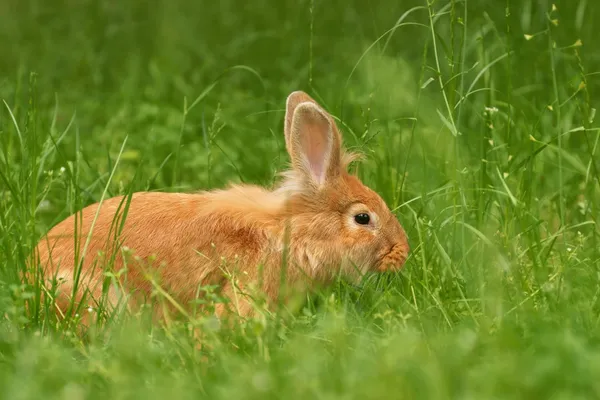 Rabbit in grass — Stock Photo, Image