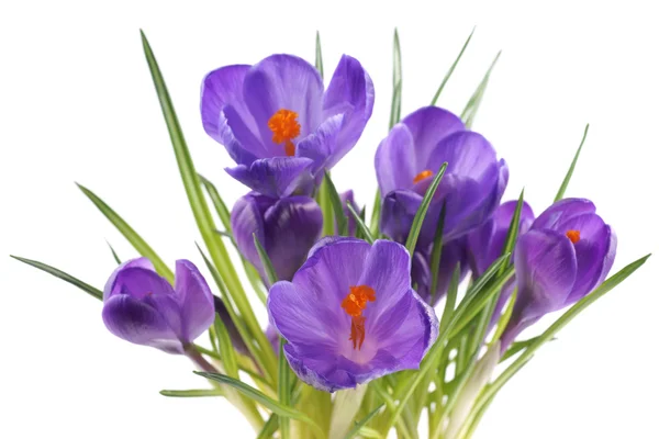 Crocus, flowers on a white background — Stock Photo, Image