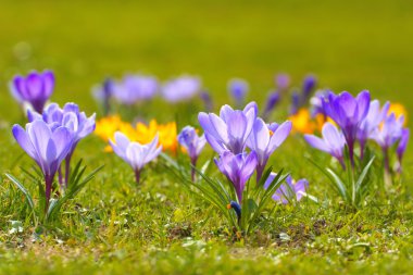 Çiğdem (crocus l.) safran bahar