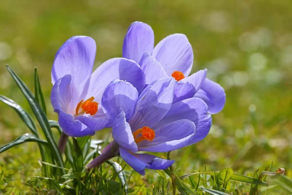 Šafrán (crocus l.) šafránová na jaře — Stock fotografie