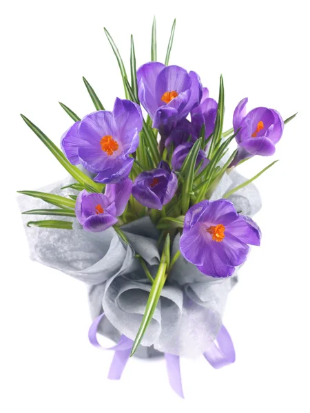 Krokusy v květináči zabalený do mezipodšívky a svázané fialovou stuhou — Stock fotografie