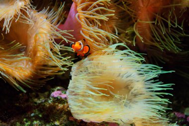 palyaço balığı (amphiprion ocellaris) ve arka plan, olarak da bilinen ocellaris clownfish, yanlış percula palyaço balığı veya ortak palyaço balığı olarak deniz anemon