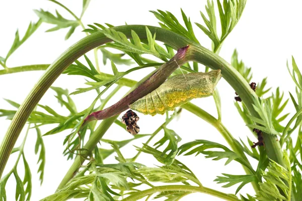 Gamla världen swallowtail (papilio machaon) fjäril, puppa på kvistar persilja — Stockfoto
