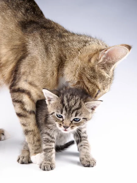 Cat, little 30 day old kitten and his mother — Stock Photo, Image