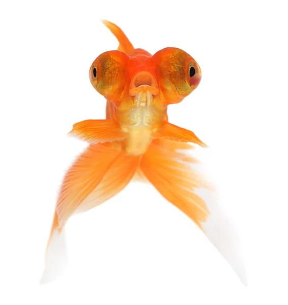 Beyaz bir arka planda Goldfish