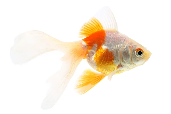 Goldfish em um fundo branco — Fotografia de Stock