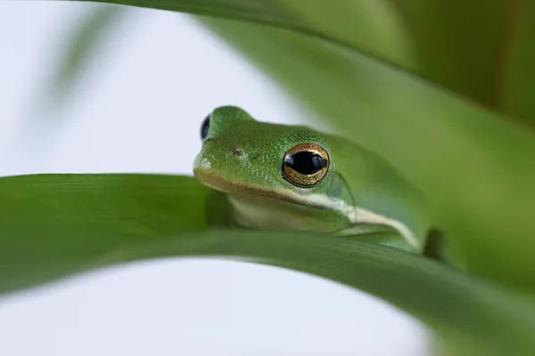 Boomkikker (litoria infrafrenata) — Stockfoto