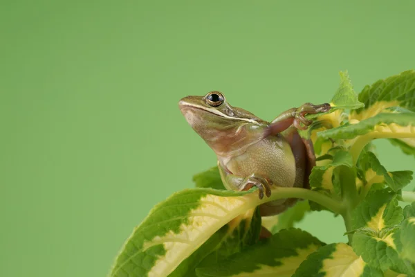 Tree frog (Litoria infrafrenata) — Stock Photo, Image