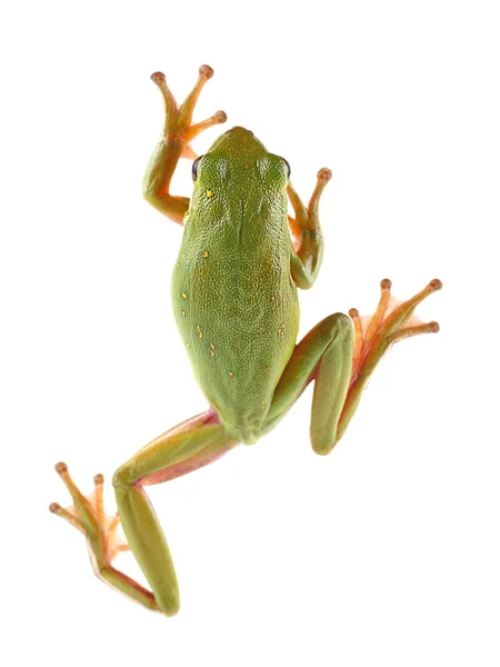 Lövgroda (litoria infrafrenata) — Stockfoto