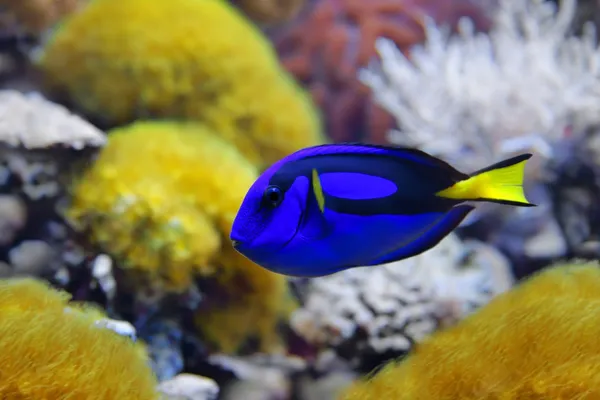 蓝塘 （paracanthurus hepatus），相当数量的共同名字归因于物种，包括富豪唐调色板刺尾鱼 — 图库照片