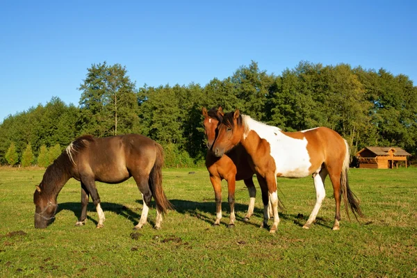 Koně, hřebec s penisem na vrcholu a klisen na pastvině — Stock fotografie