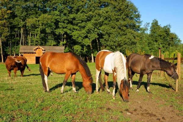 Horses, Stallion with a penis on top and Mares in the pasture in the background Highland Cow — Stock Photo, Image