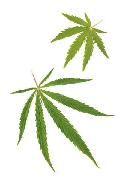 esrar, marihuana, beyaz bir arka plan üzerinde bırakır.