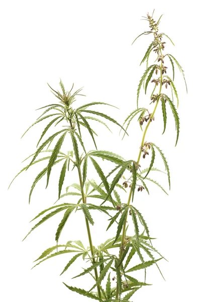 Cannabis, marijuana, plants on a white background — Stock Photo, Image