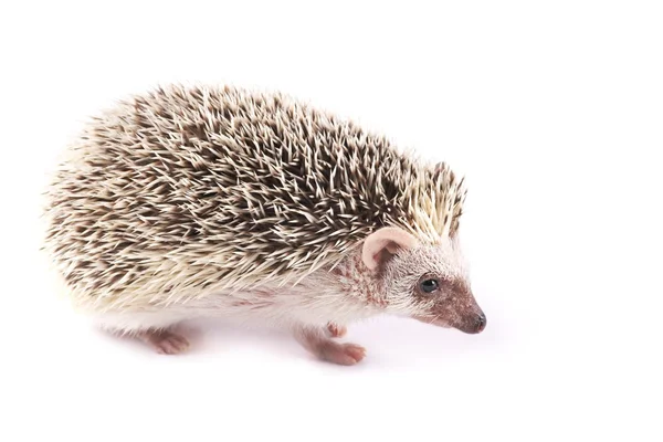 African Pygmy Hedgehogs (Atelerix albiventris) — Stock Photo, Image