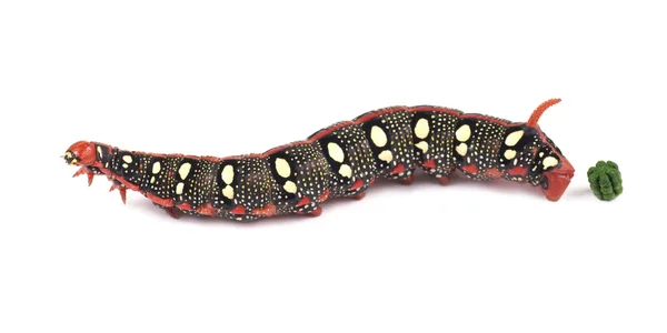 Caterpillar spurge hawk-Mott (hyles euphorbiae) och deras spillning — Stockfoto