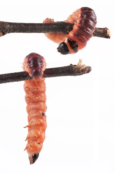 Lagarta, traça de cabra (cossus cossus) sobre um fundo branco — Fotografia de Stock