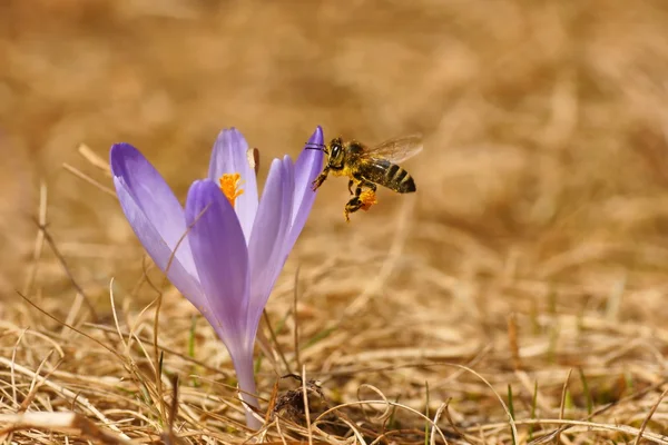 Honeybee (Apis mellifera), ape che sorvola il croco in primavera su un prato di montagna nei Monti Tatra, Polonia — Foto Stock