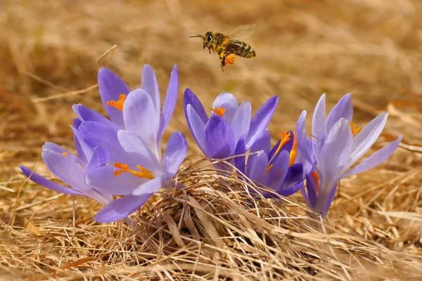 Honigbiene (apis mellifera), Biene, die im Frühling über die Krokusse auf einer Bergwiese in der Tatra fliegt, Polen — Stockfoto