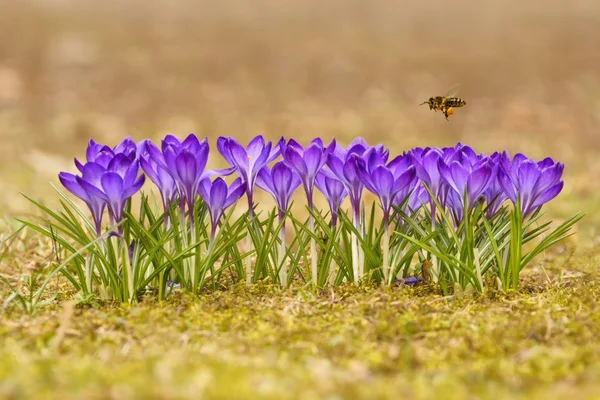 Honigbiene (apis mellifera), Biene, die im Frühjahr auf einer Wiese über die Krokusse fliegt — Stockfoto