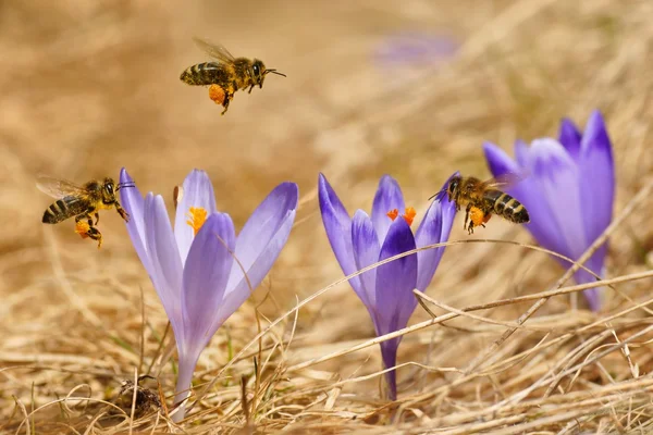 Bijen (apis mellifera), bijen, vliegen over de Krokussen in het voorjaar op een weide van de berg in de tatra bergen, Polen — Stockfoto