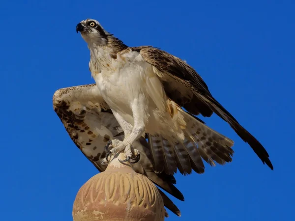 Osprey (Pandion haliaetus), às vezes conhecido como o falcão-do-mar, a águia-dos-peixes ou o falcão-dos-peixes — Fotografia de Stock