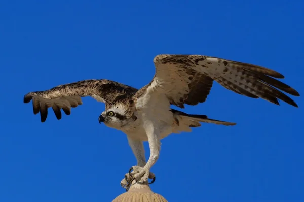 Osprey (Pandion haliaetus), às vezes conhecido como o falcão-do-mar, a águia-dos-peixes ou o falcão-dos-peixes — Fotografia de Stock