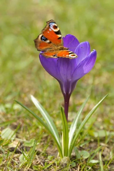 European Peacock (Inachis io) and Crocus (Crocus L.) Saffron in the spring — Stock Photo, Image