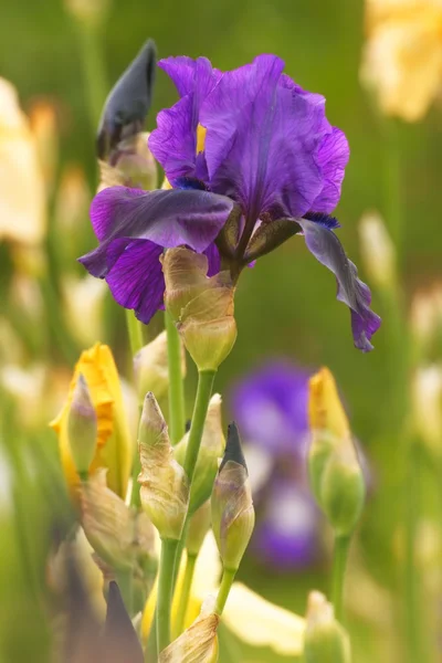 Iris (Iris L.), fleurs dans le jardin — Photo