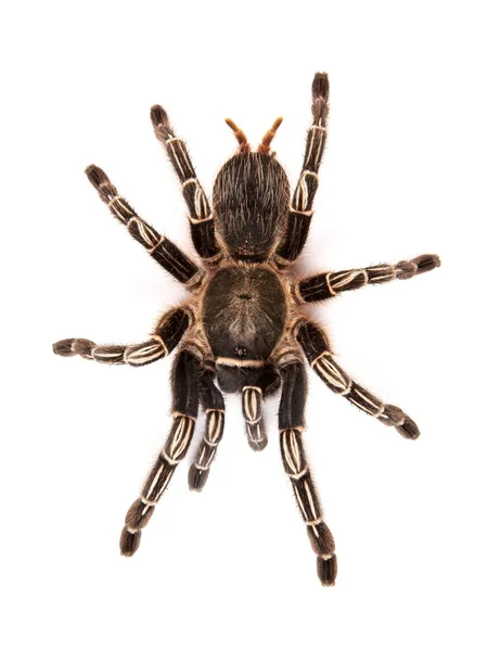 Costa Ricas Zebra-Vogelspinne, auch als Streifenknie-Vogelspinne (aphonopelma seemanni) bekannt, bewohnt den größten Teil der westlichen Costa Rica — Stockfoto