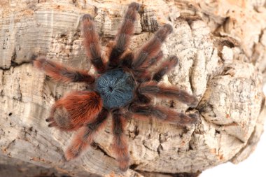 Tarantula Antilleri pinktoe (avicularia versicolor), örümcek kadın ağaç gövdesi