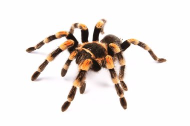 Meksika tarantulası (Brachypelma smithi), örümcek kadın