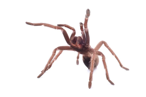 Trogon obří tarantule (phormictopus cancerides), mladá žena — Stock fotografie