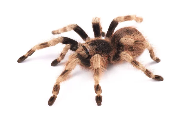 Tarantula örümceği, kadın (nhandu coloratovilosum) — Stok fotoğraf