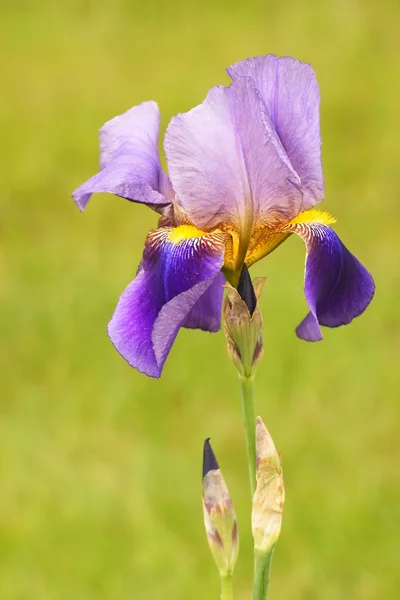 Iris (Iris L.), flowers in garden — Stock Photo, Image