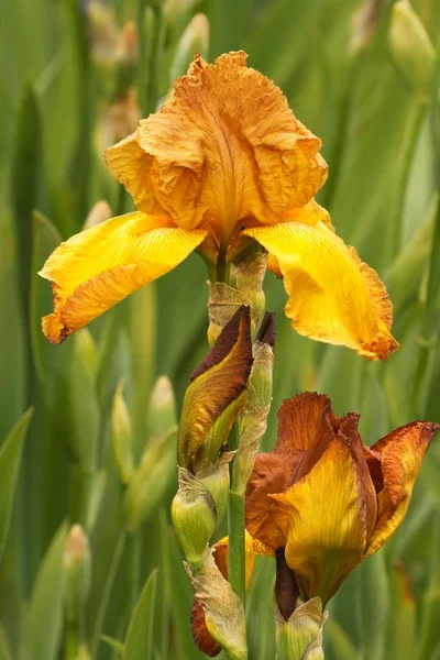 Iris (iris l.), bloemen in de tuin — Stockfoto