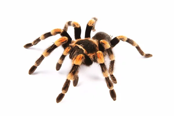멕시코 redknee 독 거미 (Brachypelma smithi), 거미 여자 스톡 이미지