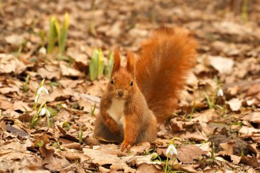 Kızıl sincap (sciurus vulgaris) ve kardelen, Bahar, Varşova, Polonya kraliyet banyo park