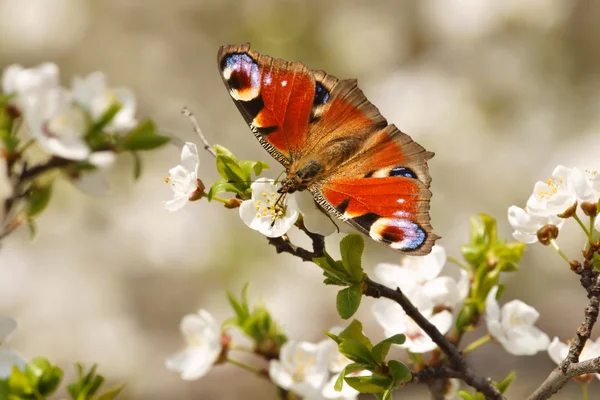 Spring, Butterfly European Peacock (Inachis io) di pohon buah berkembang sebagai latar belakang — Stok Foto