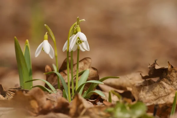 Jarní sněženky (galanthus nivalis) jako pozadí, — Stock fotografie