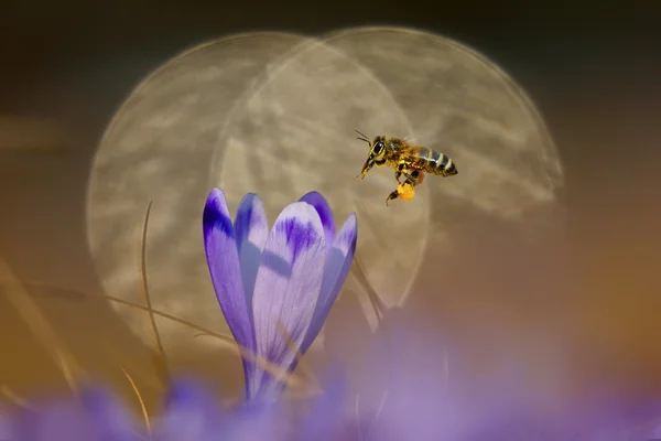 Honigbiene (apis mellifera), Biene, die im Frühling über den Krokus fliegt, auf einer Bergwiese in der Tatra, Polen, im Hintergrund reflektierte Lichtreflexe — Stockfoto