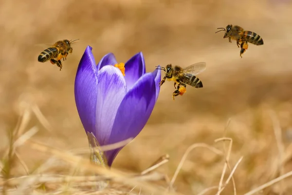 Honigbienen (apis mellifera), Bienen, die im Frühling über die Krokusse fliegen, auf einer Bergwiese in der Tatra, Polen Stockbild