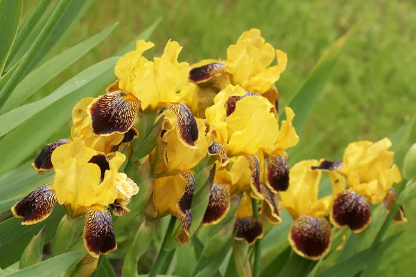 Ирис (Iris L.), цветы в саду — стоковое фото
