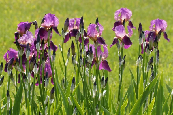İris (Iris l.), Çiçek Bahçe — Stok fotoğraf