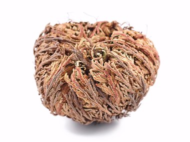 Rose, jericho (selaginella lepidophylla), yanlış rose of jericho, bilinen diğer adları dahil jericho gül, diriliş moss, dinozor bitki, siempre viva, taş çiçek, doradilla, diriliş bitki
