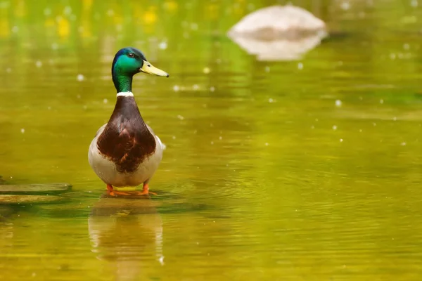 Mallard (Anas platyrhynchos), drake standing in shallow water — Stock Photo, Image