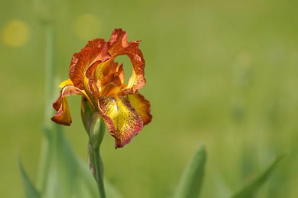 Iris güler yüzlü, çiçek (Iris boş) — Stok fotoğraf