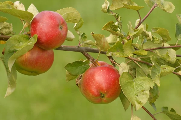 Яблоки, фрукты на ветке дерева в саду — стоковое фото
